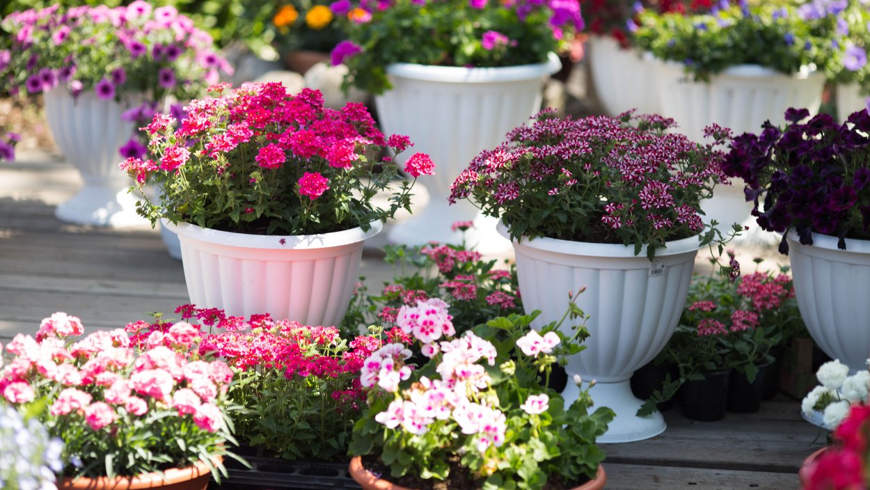 Вазон для петуньи на улице