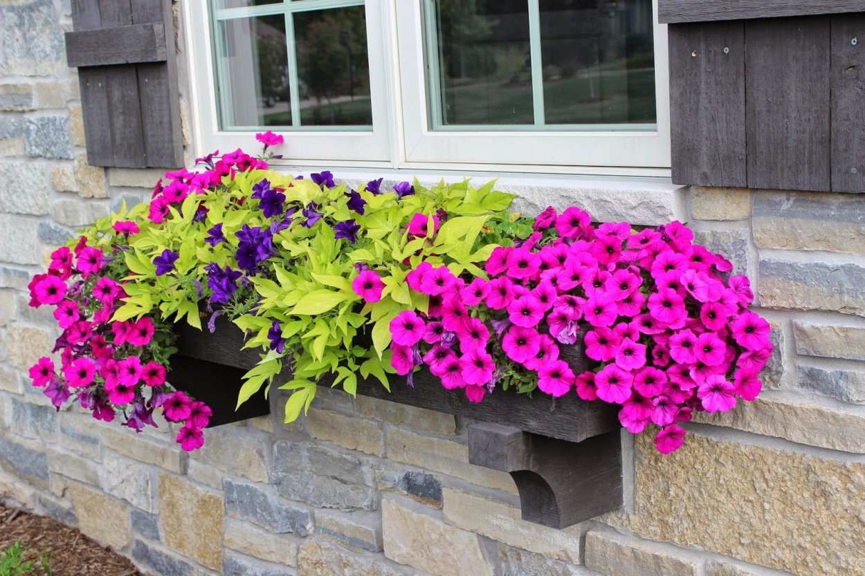 Петуния в контейнерном озеленении