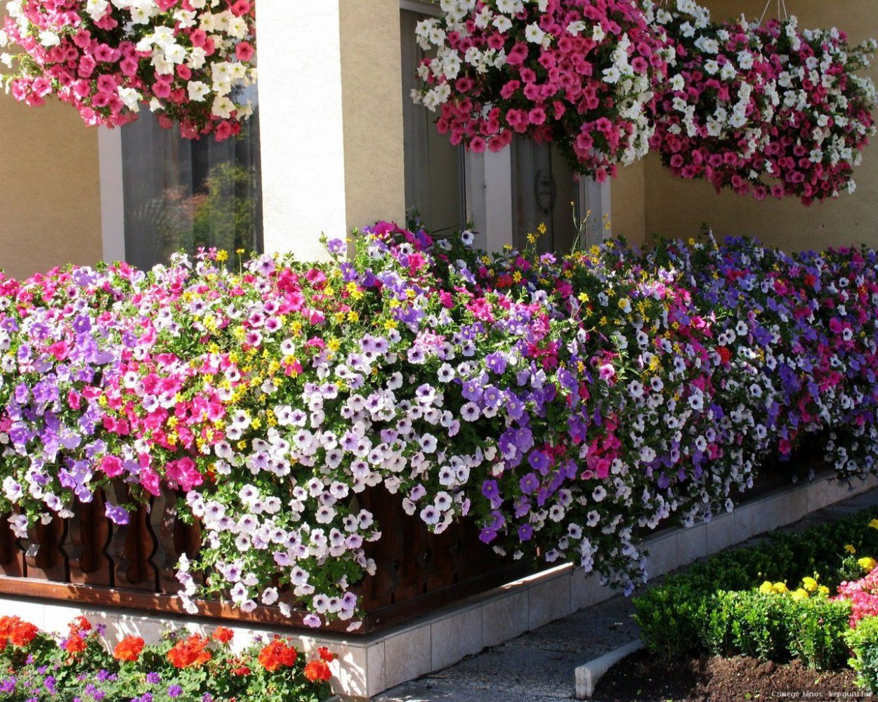 Сурфиния калибрахоа