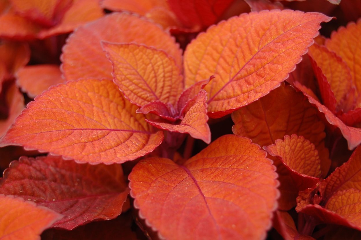 Колеус Кейстон Купер