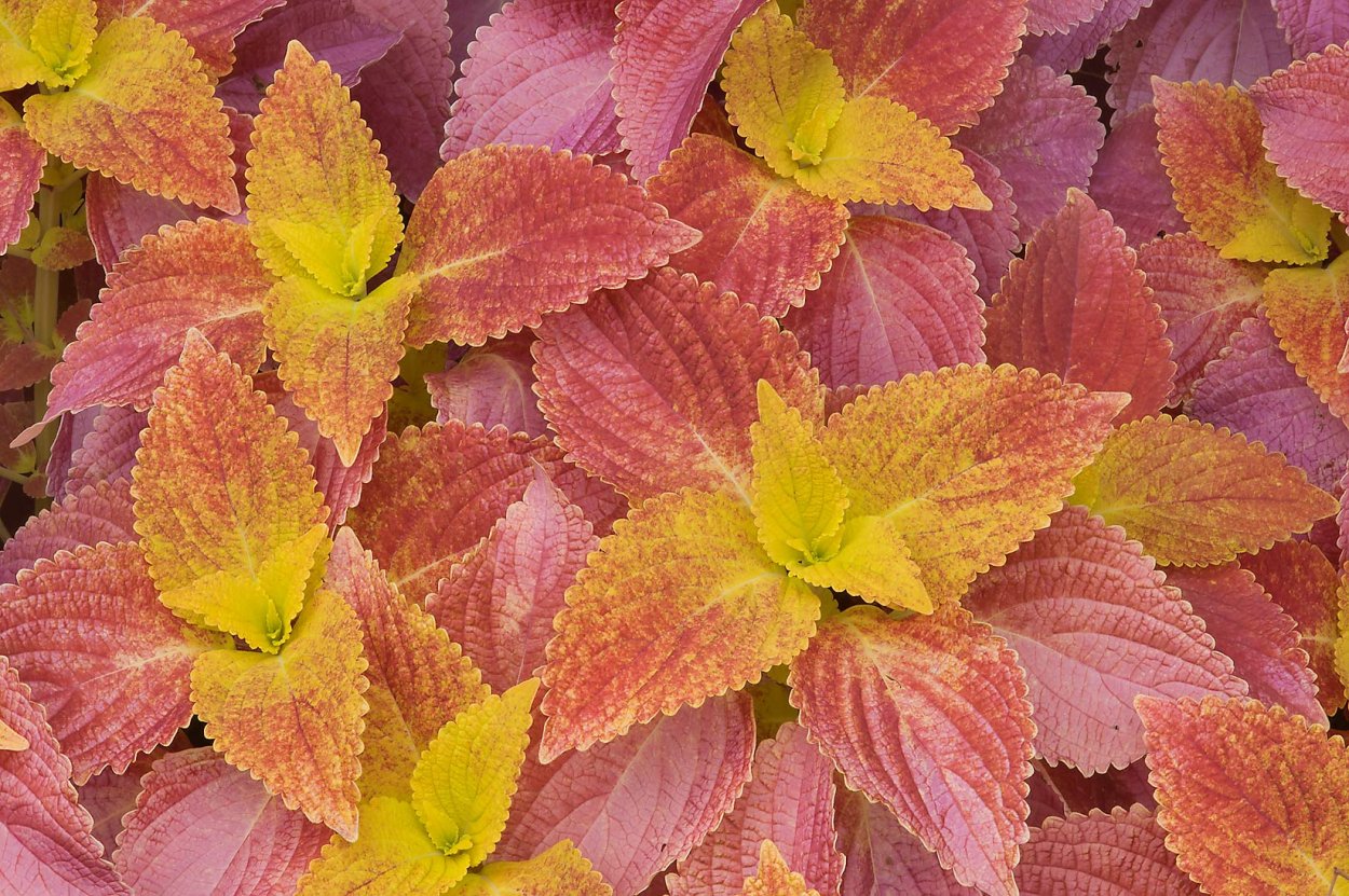 Колеус Блюме Файвей