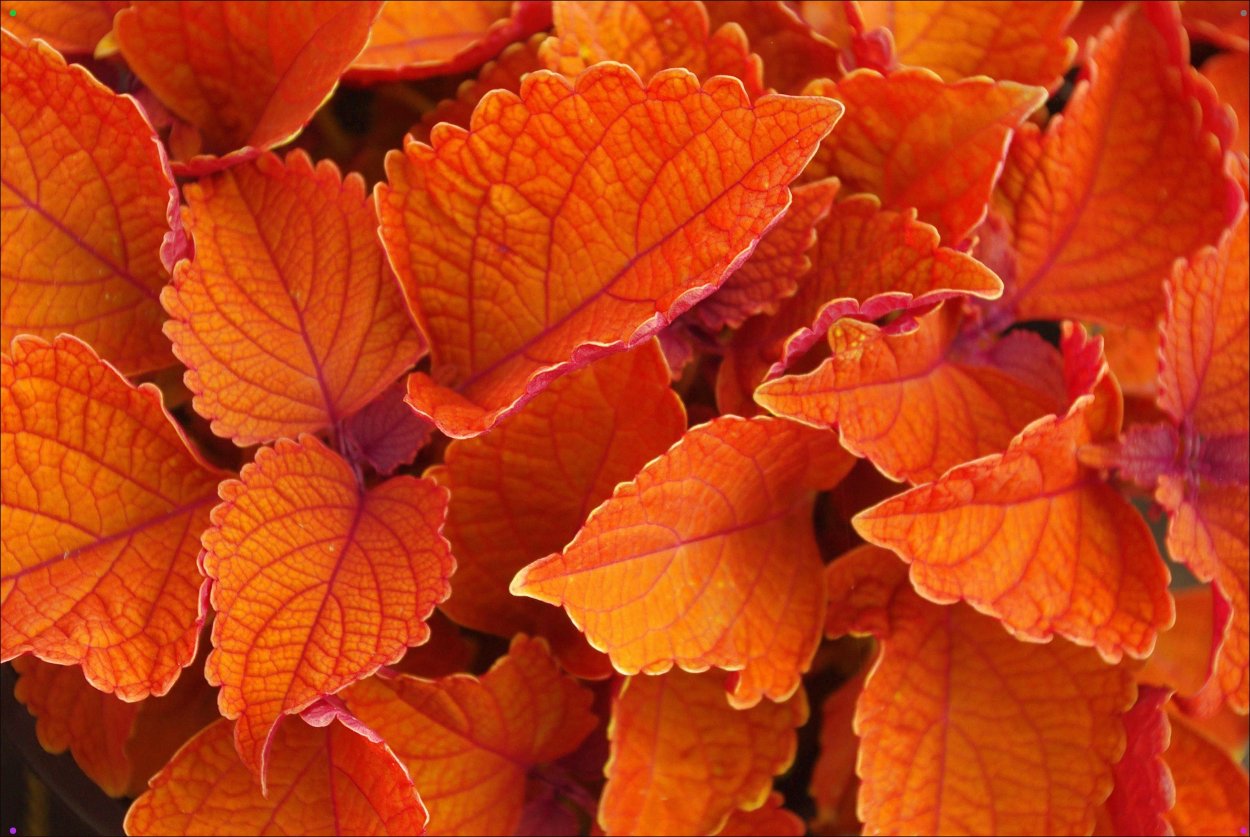 Колеус Кампфайр