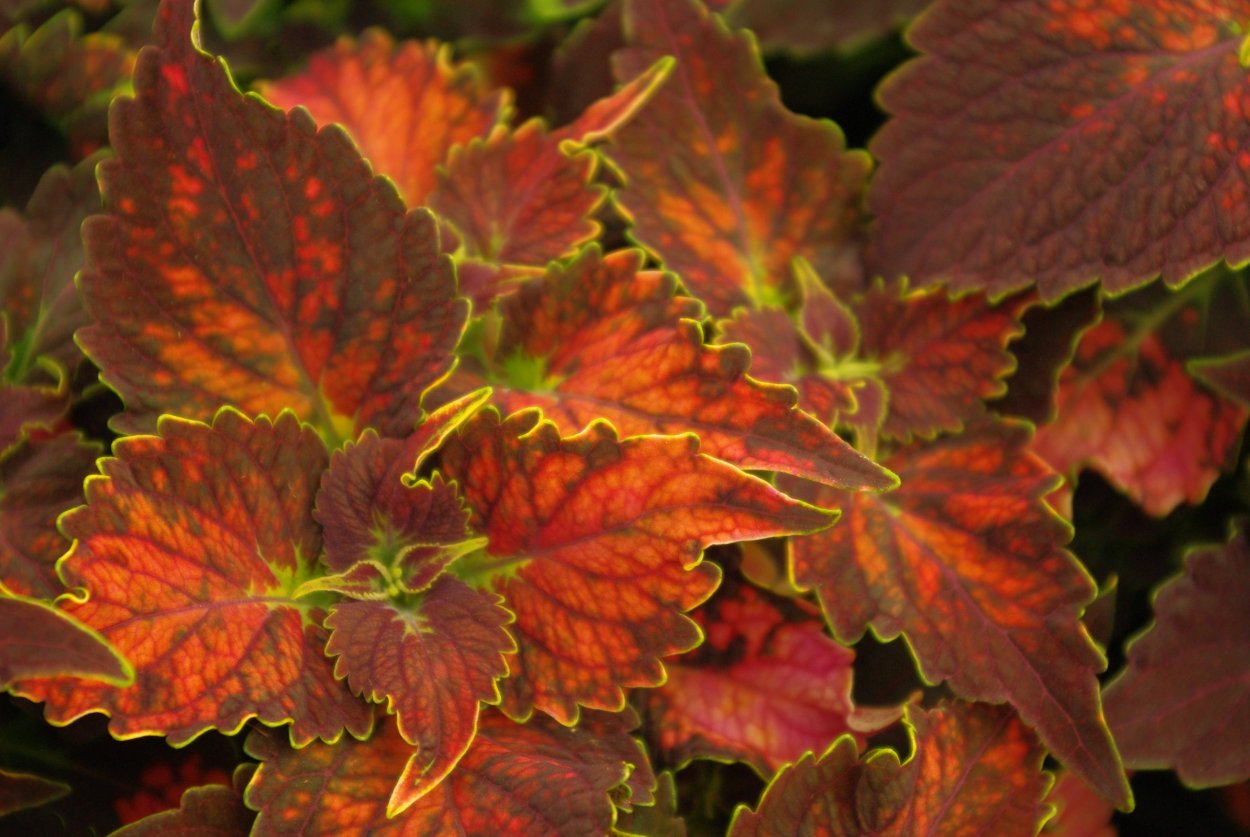 Колеус красный