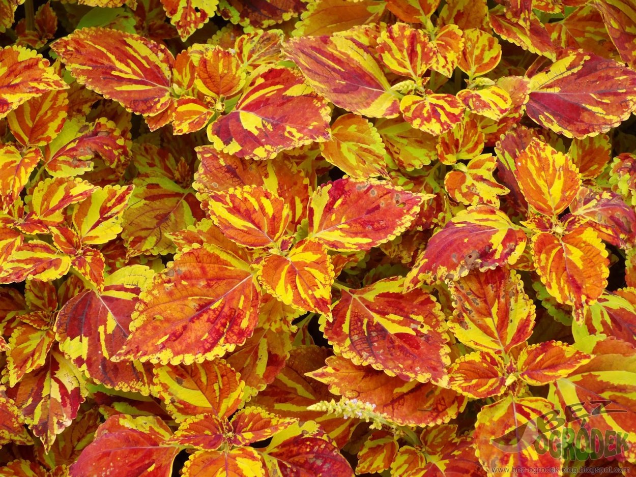 Колеус Марипоза