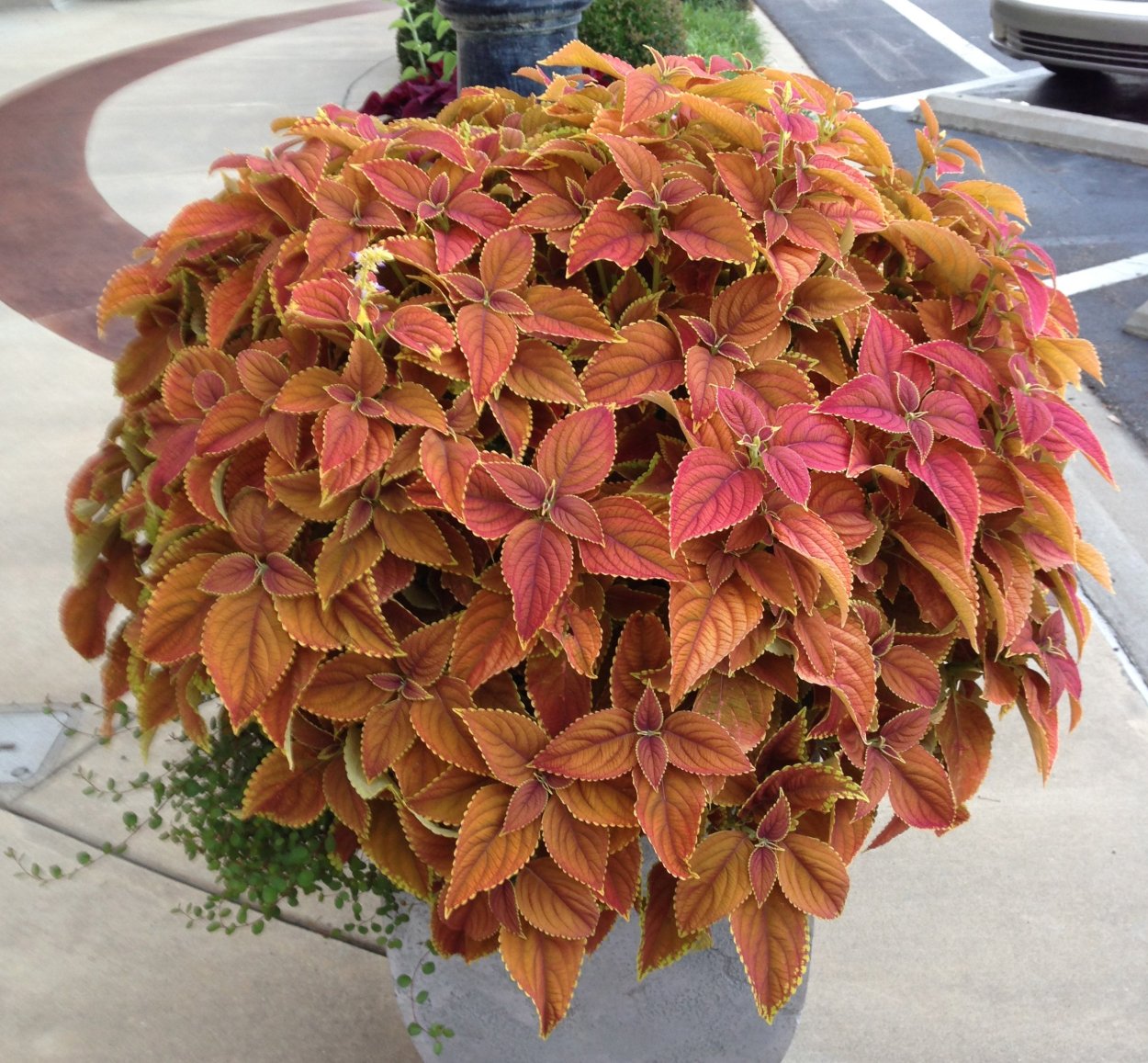 Колеус апплеминт