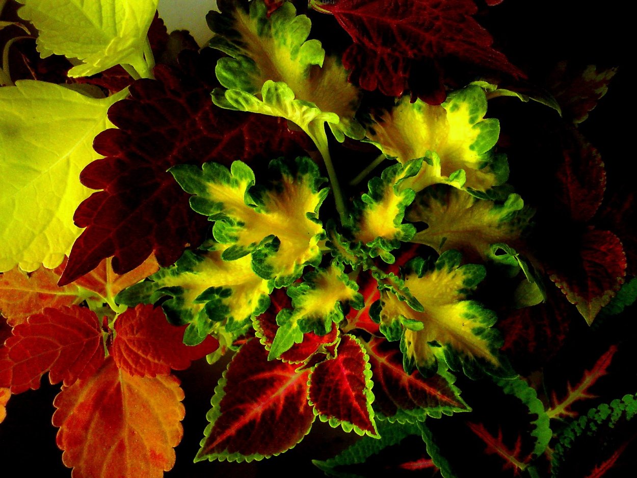 Колеус спайси