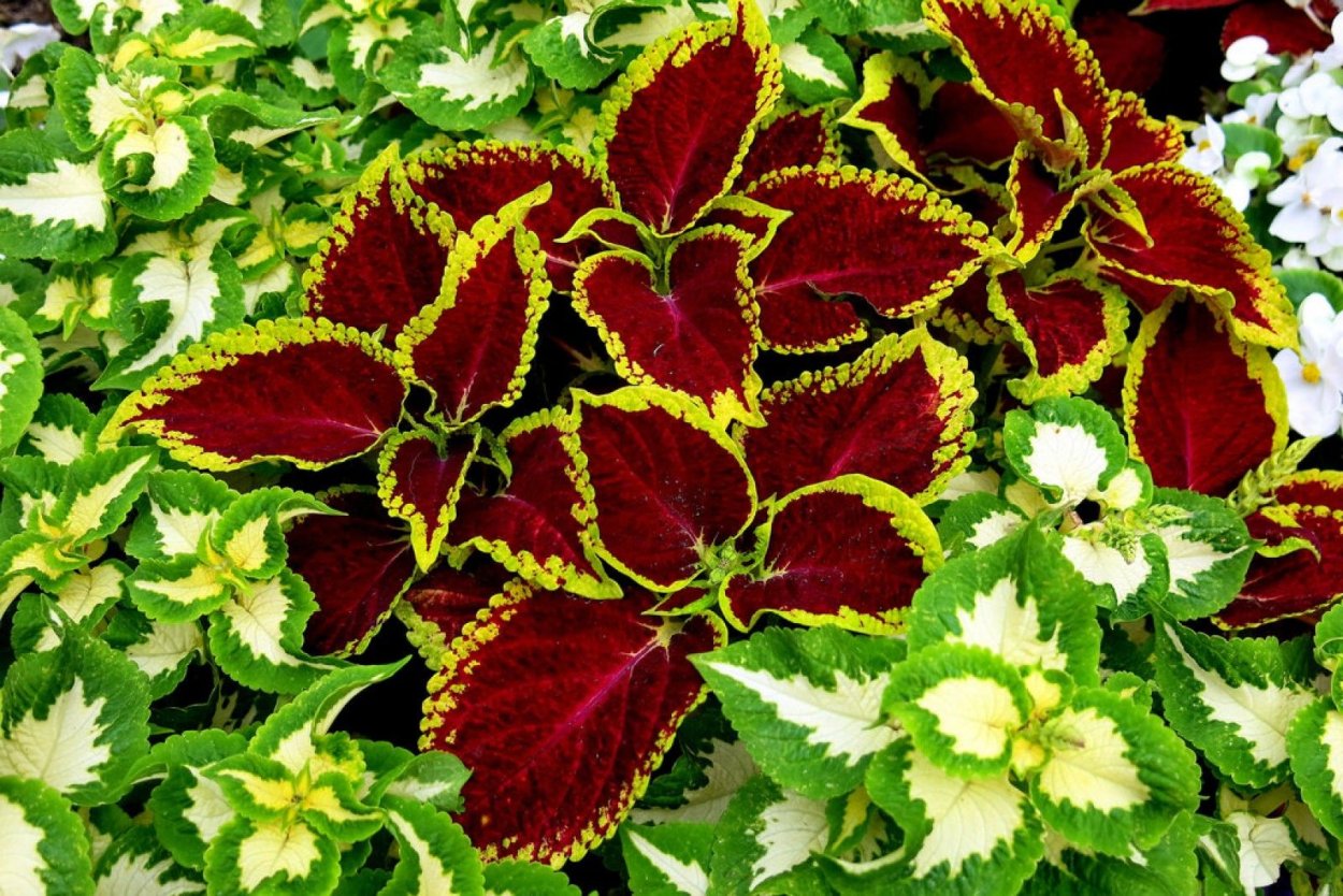 Колеус Wizard Velvet Red