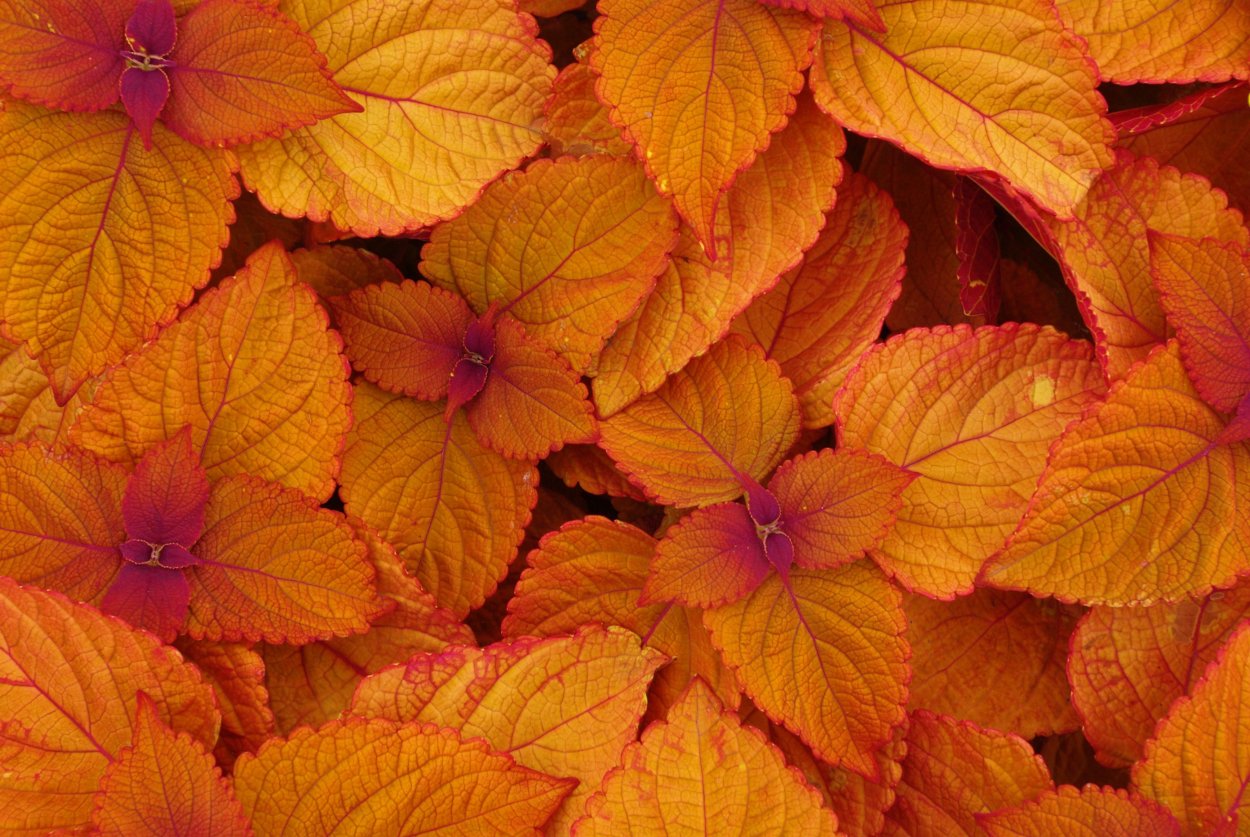 Колеус Coleus Juliet Quartermain