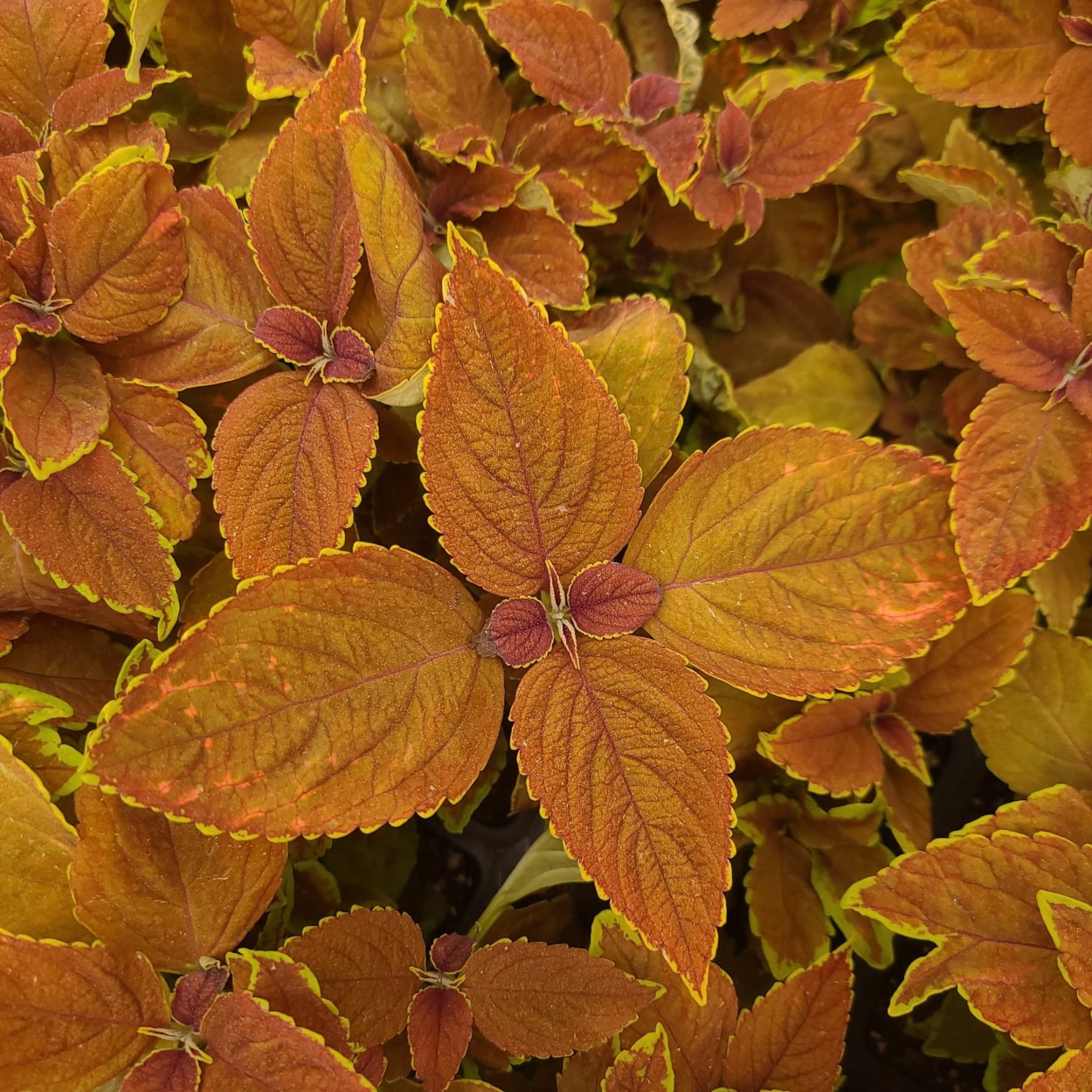 Колеус Кампфайр