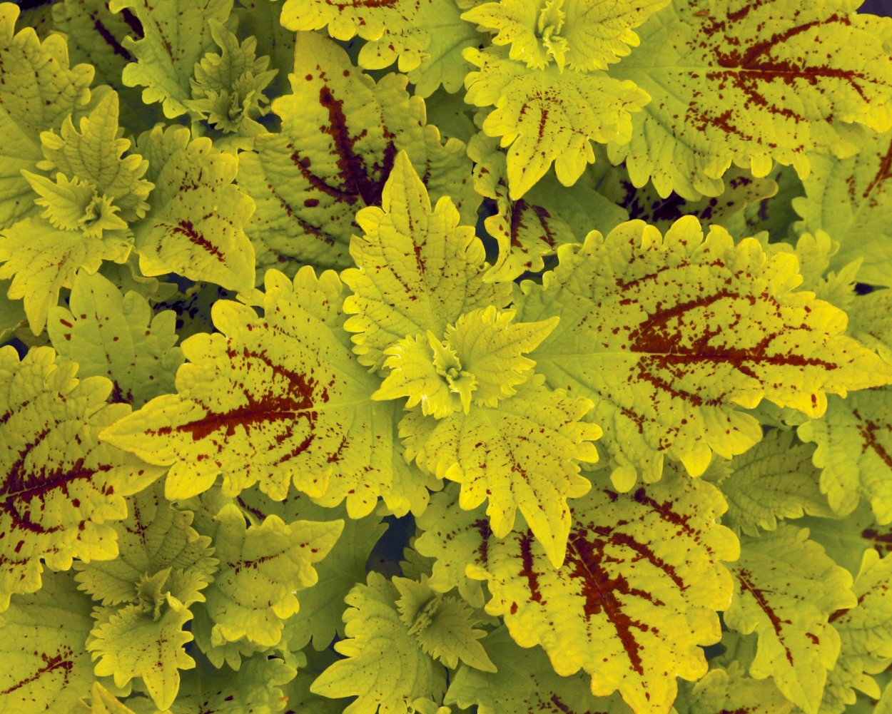 Колеус Ренельта Coleus rehneltianus