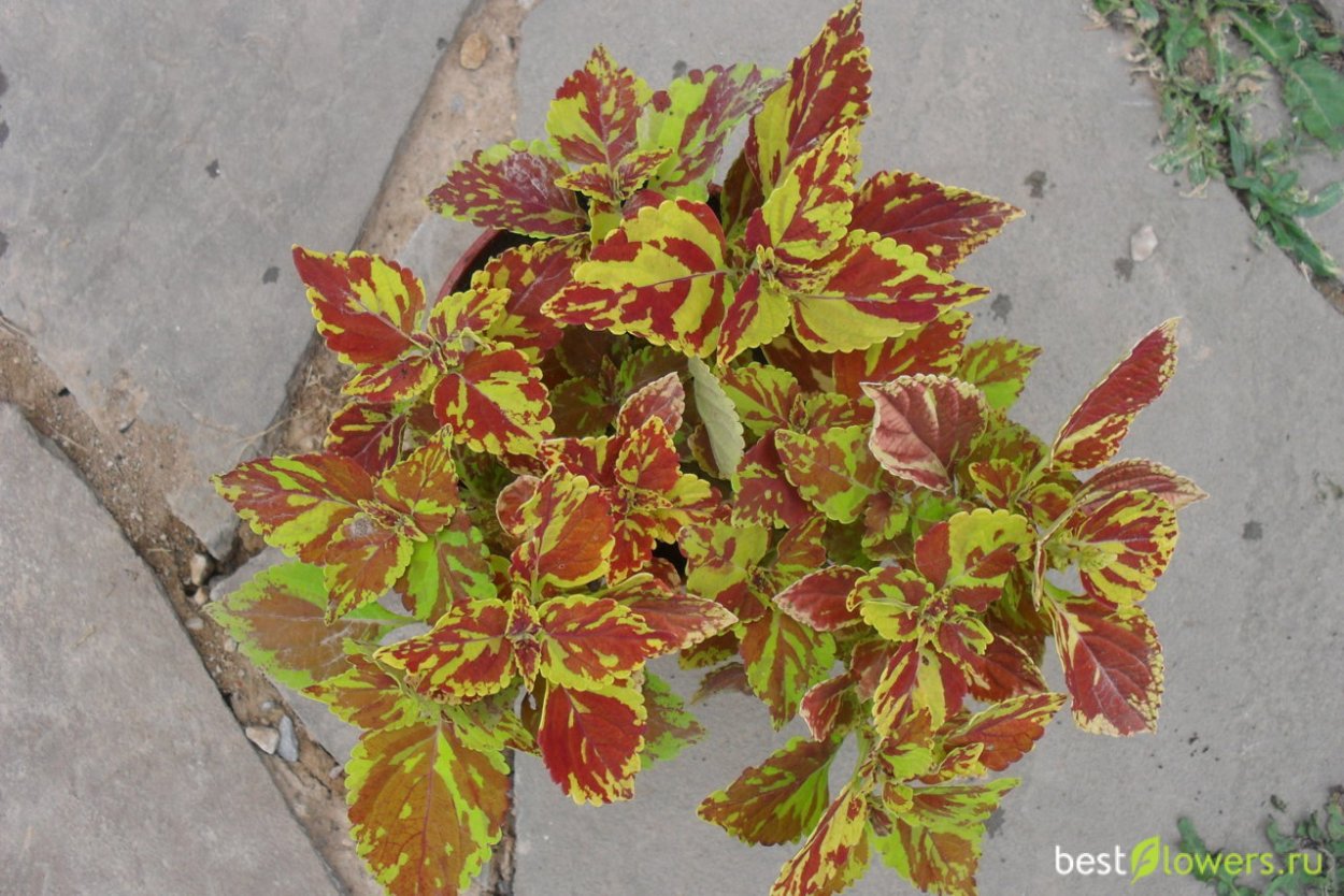 Колеус Allison