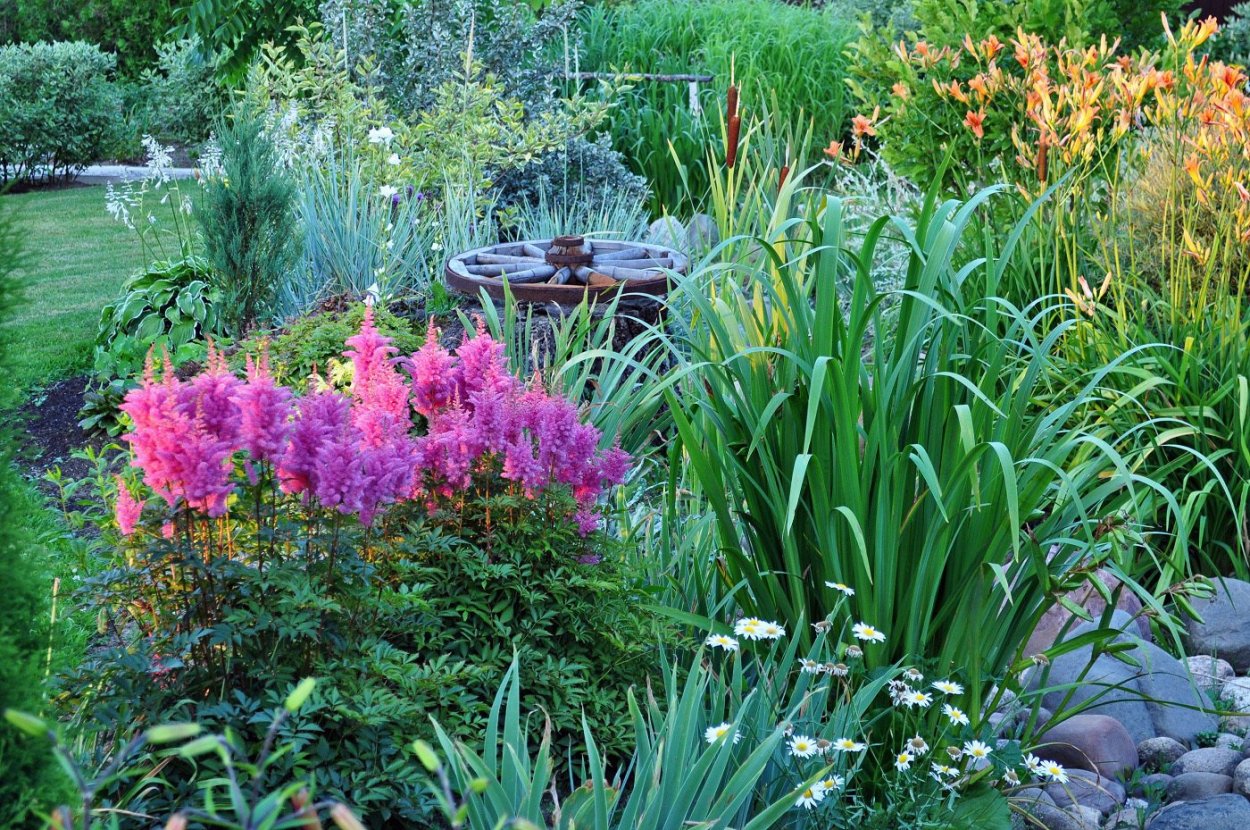 Астильба с пионами в клумбе