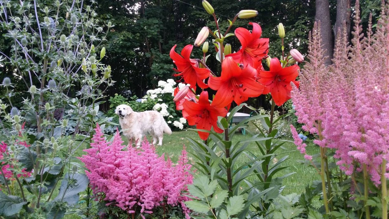 Астильба и Флоксы в цветнике