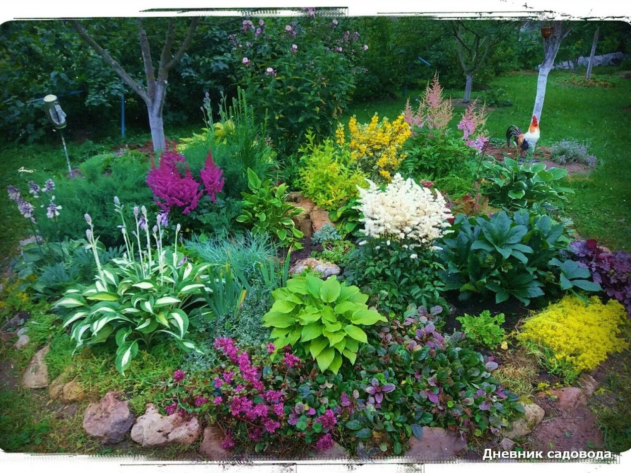 Астильба Хоста миксбордер