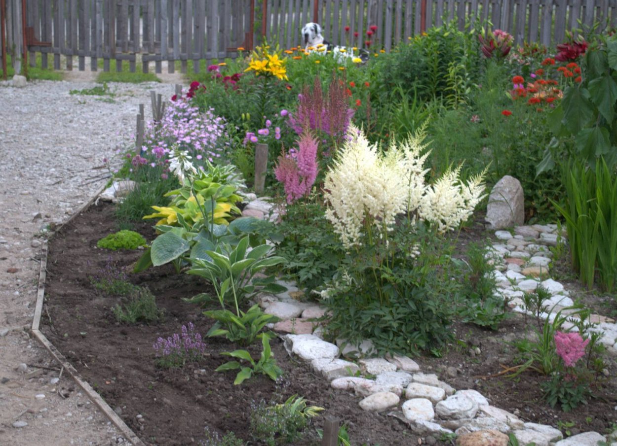 Клумба Хоста астильба спирея