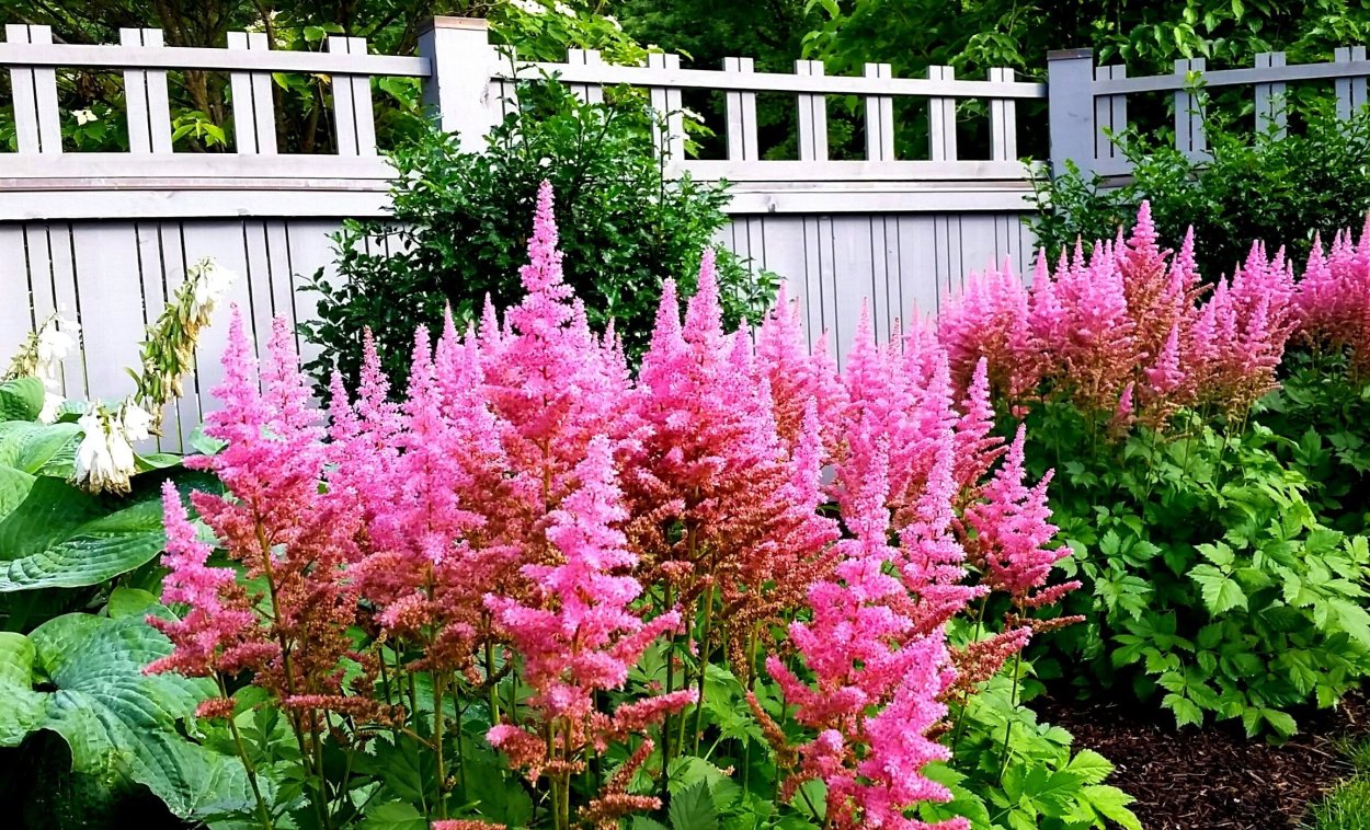 Астильба Арендса Биг бэнд