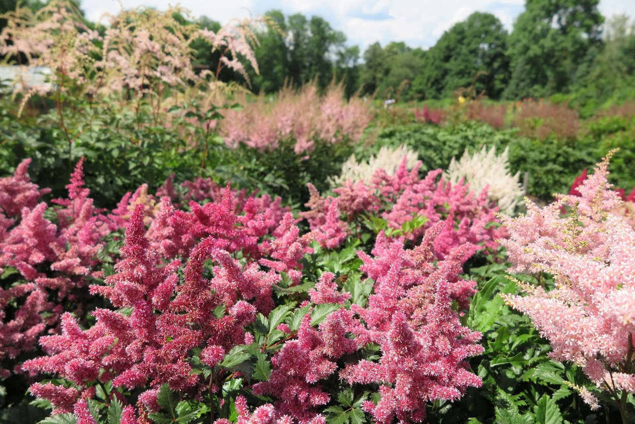 Астильба Раззл Даззл