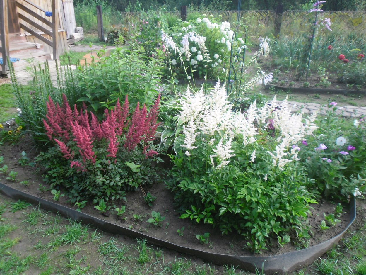 Спирея и астильба на клумбе