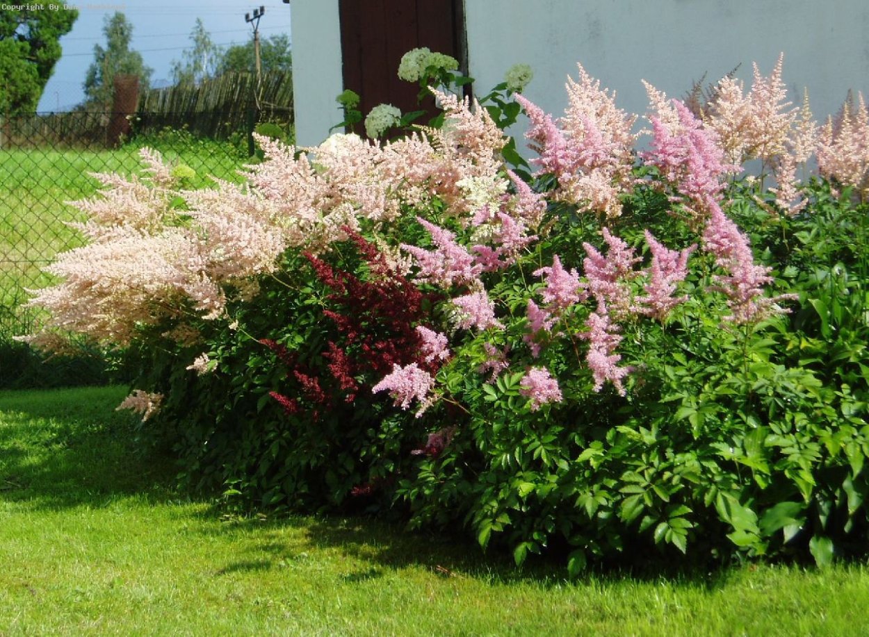 Астильба Уайтберри