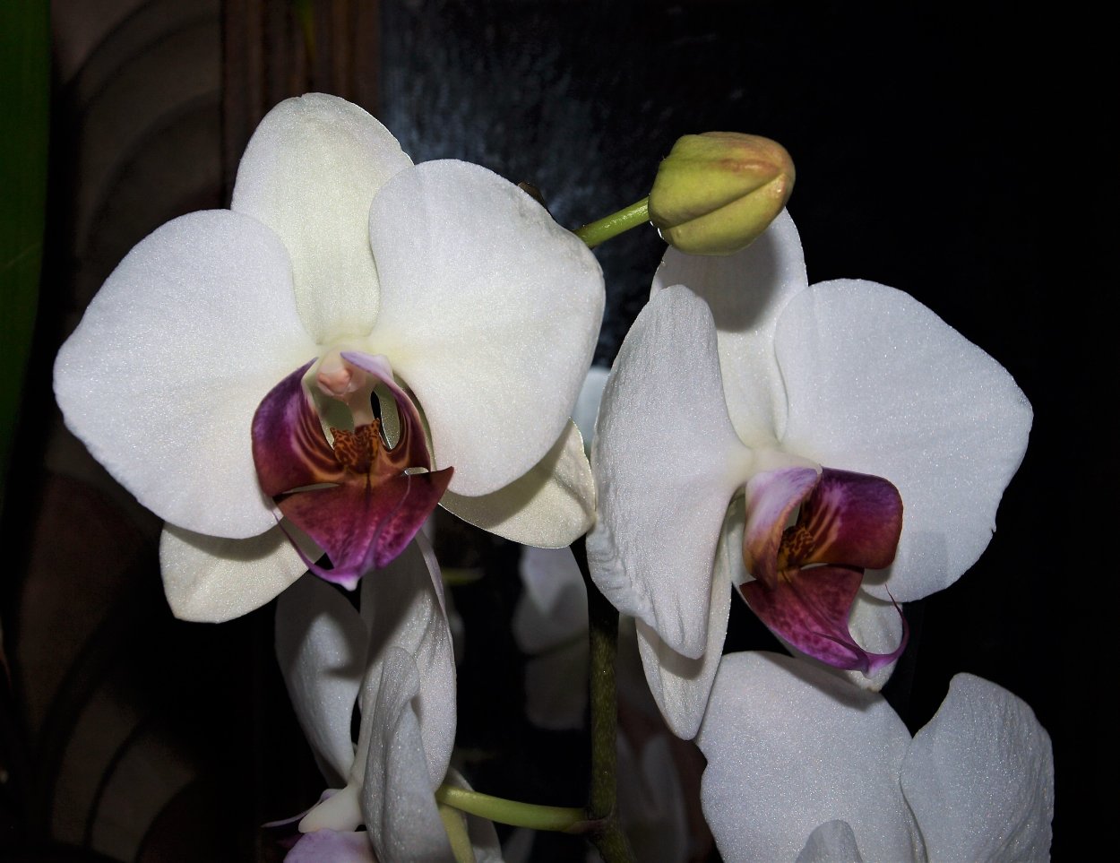 Орхидея фаленопсис Афродита