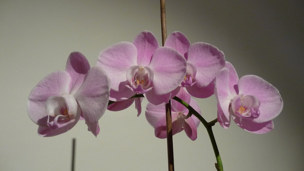 Орхидея фаленопсис Афродита