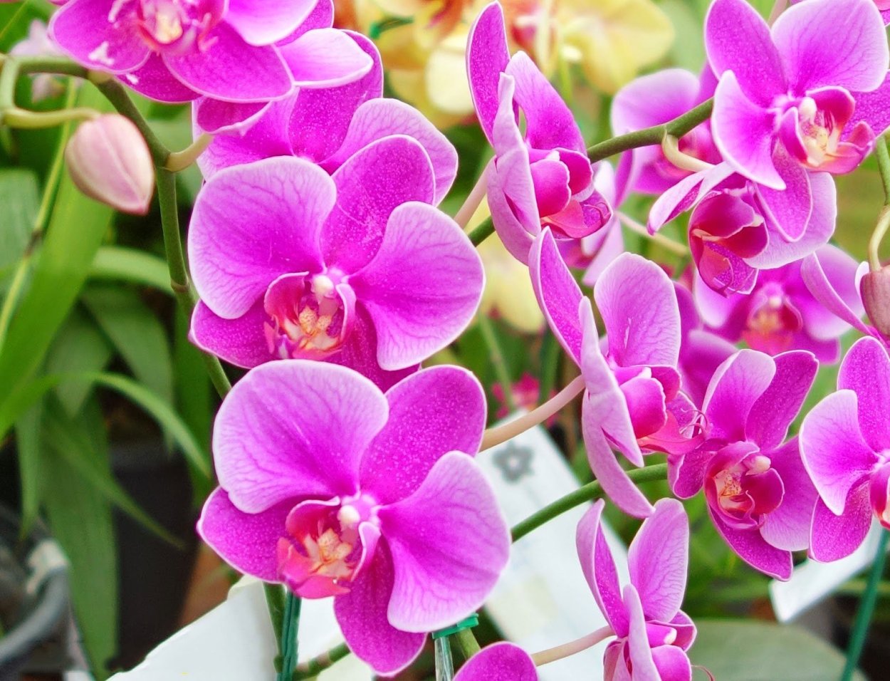 Aphrodita фаленопсис Орхидея