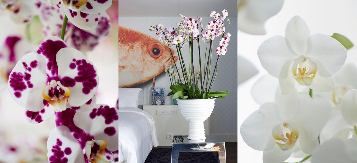 Орхидея фаленопсис Афродита