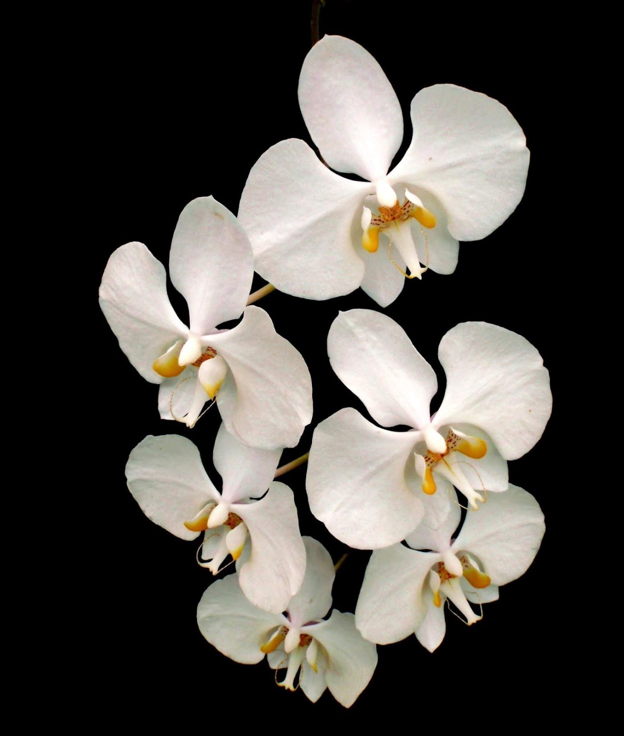 Фаленопсис amabilis