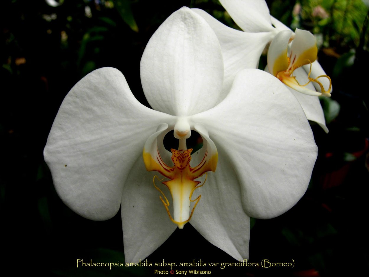 Фаленопсис сенсейшен