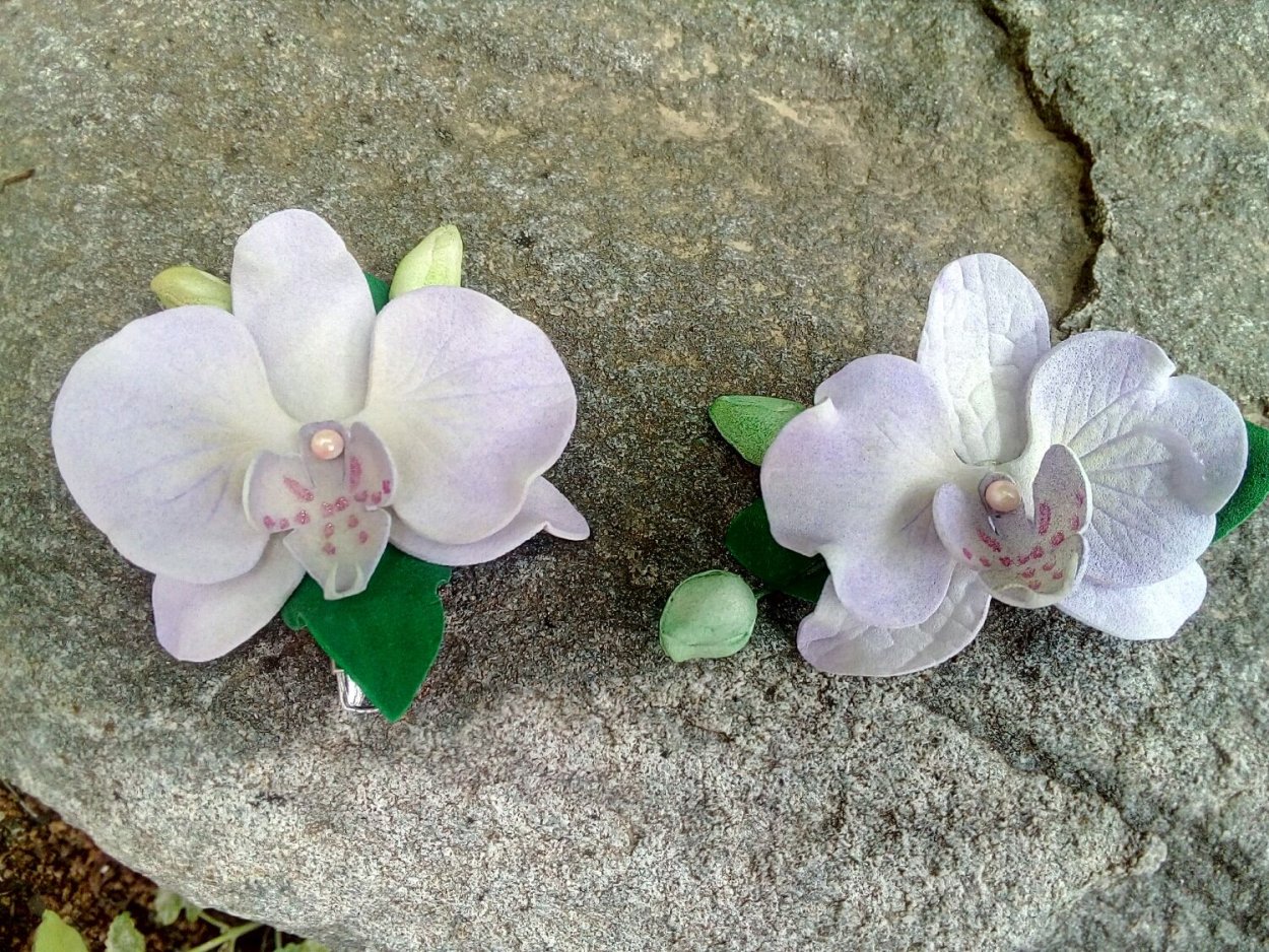 Орхидея Olivia