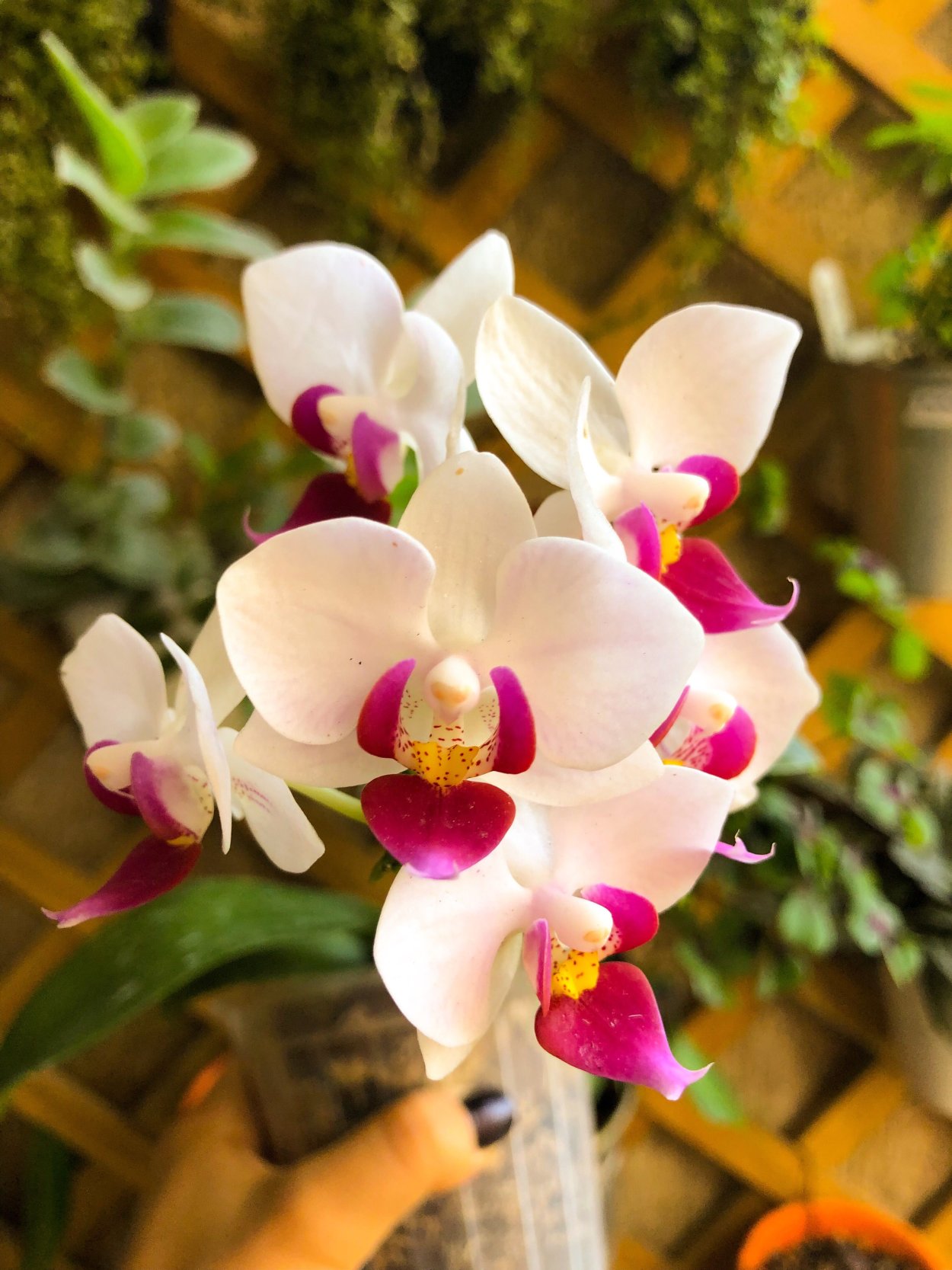 Фаленопсис Луна