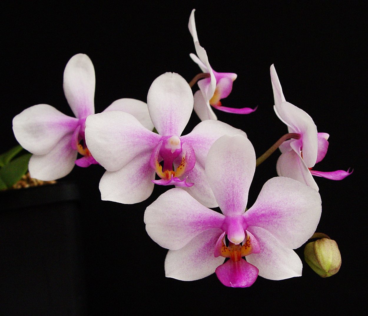 Орхидея фаленопсис Афродита