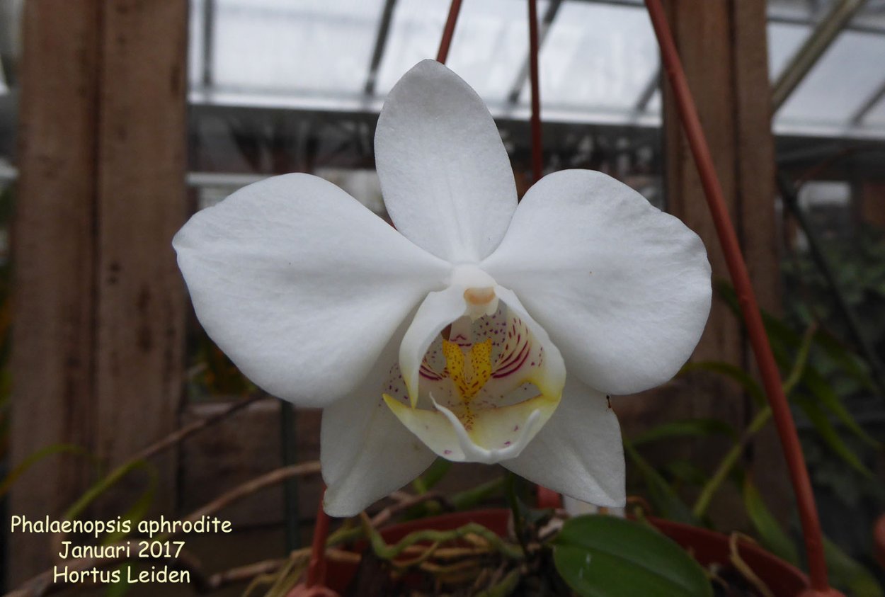 Орхидея Phal Scention