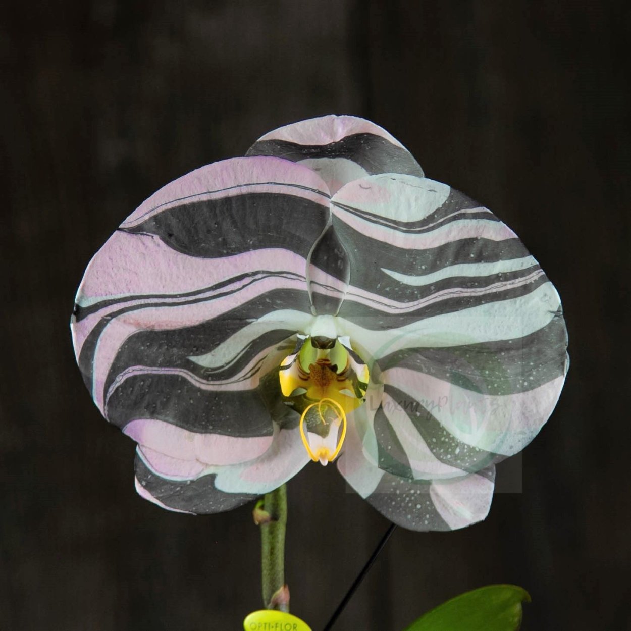 Обезьянь Орхидея фаленопсис