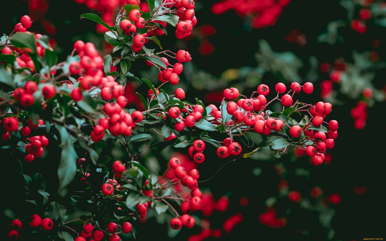 Ред Барри (красная ягода)