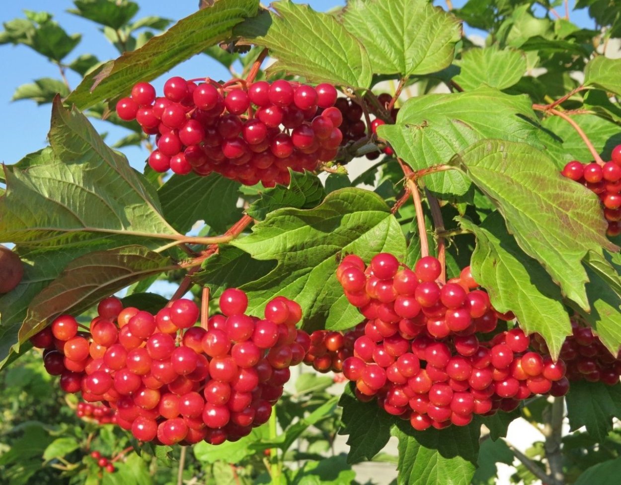 Viburnum Red Spirit