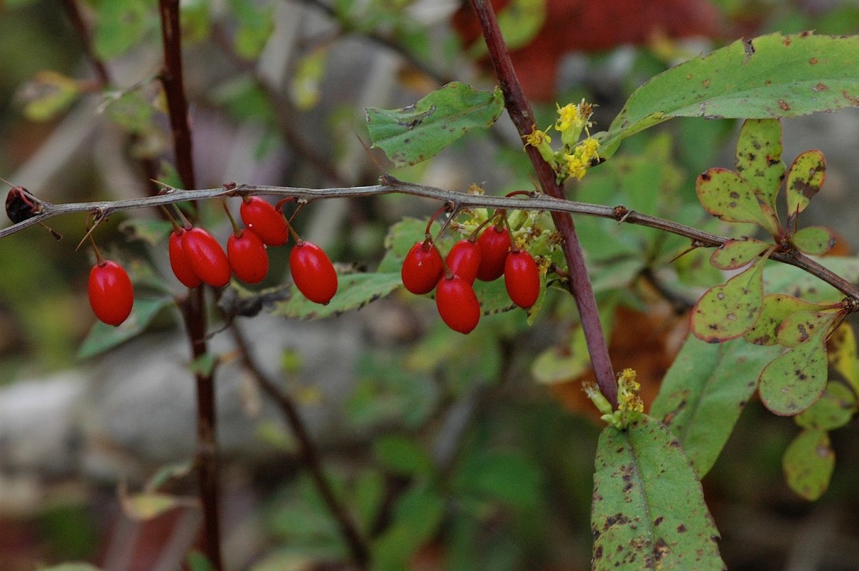 Барбарис куст колючки