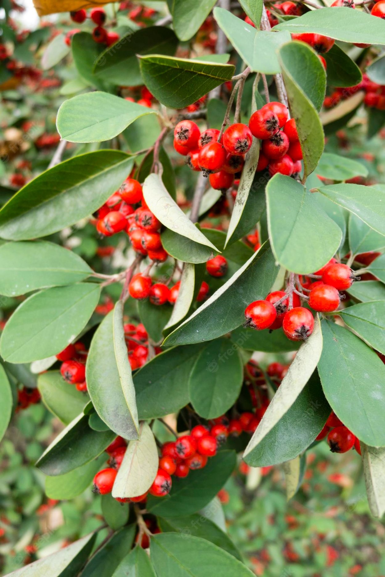 Кустарник с шипами и красными ягодами