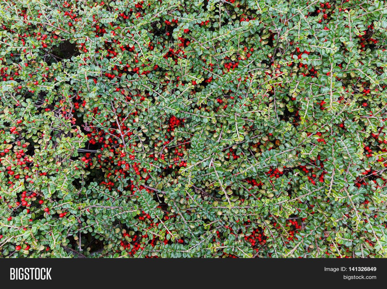 Падуб ягода кустарник