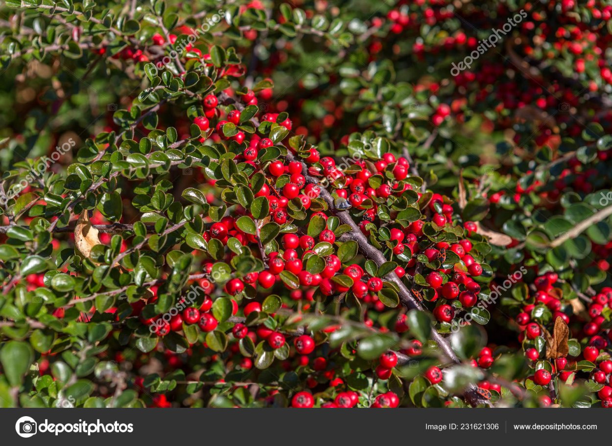 Стелющийся кустарник с красными ягодами