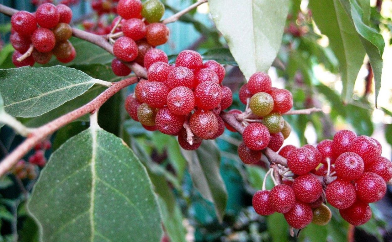 Лесной кустарник с красными ягодами