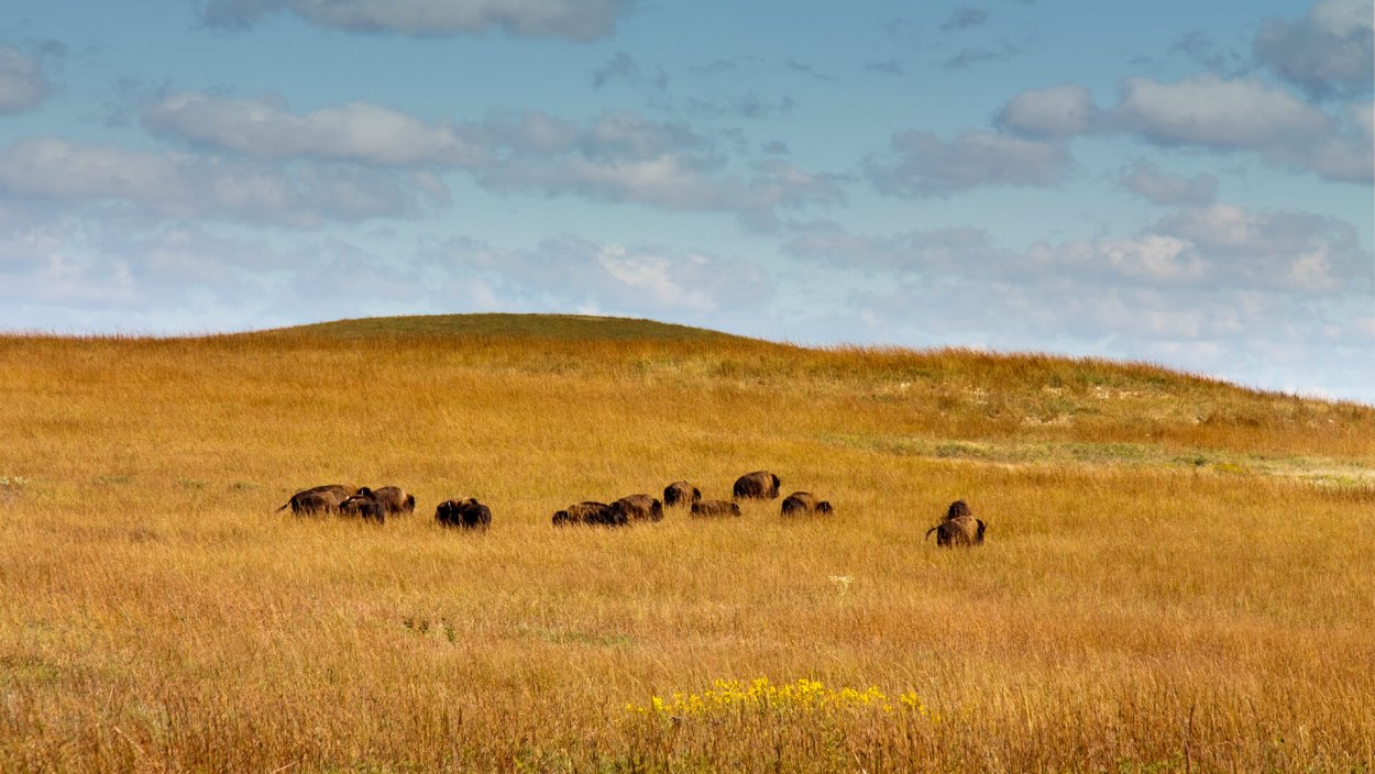 Tallgrass Prairie Preserve.