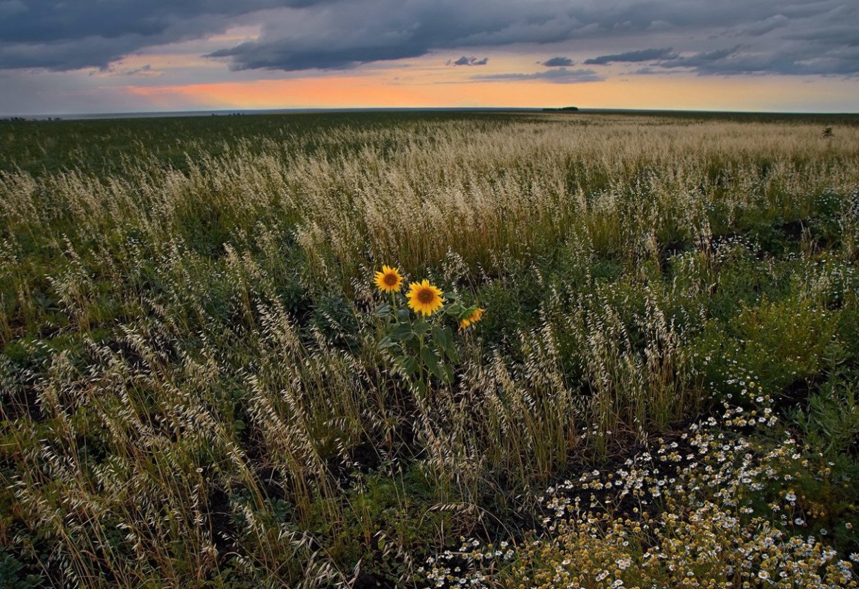 Разнотравные степи Крыма