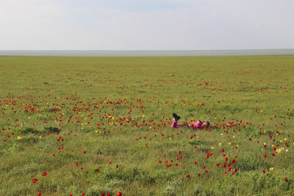 Элиста цветение тюльпанов