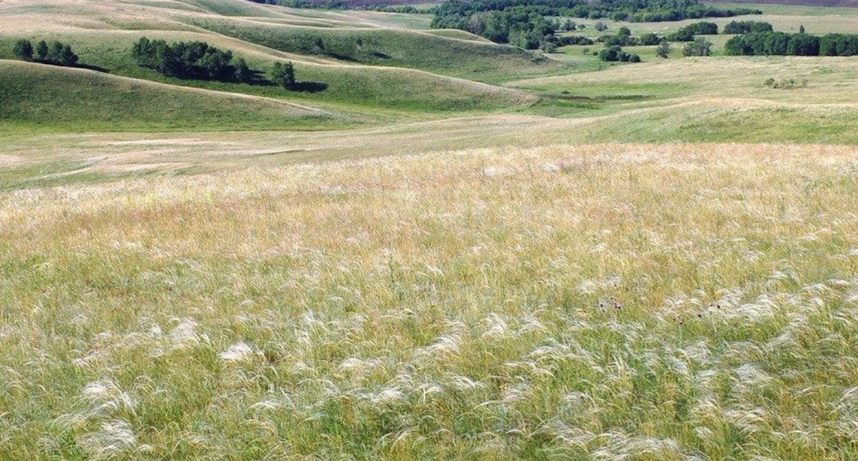 Ковыльные степи Оренбургской области