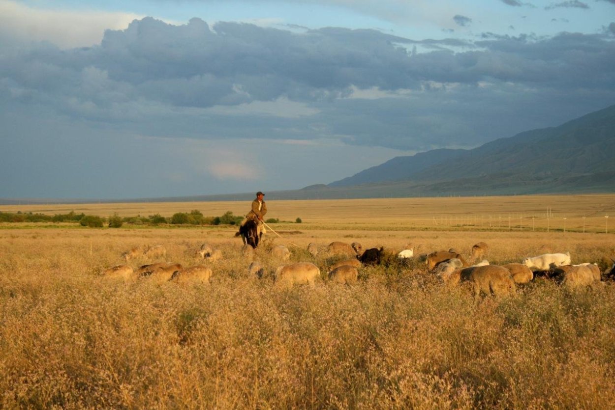 Степи Казахстана