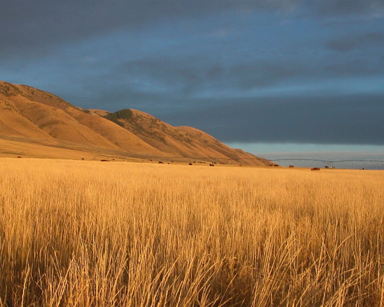 Степь Эстетика