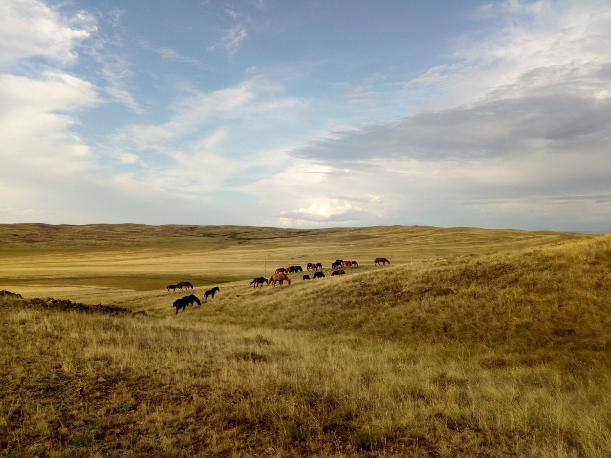 Сарыарка — степь Северного Казахстана