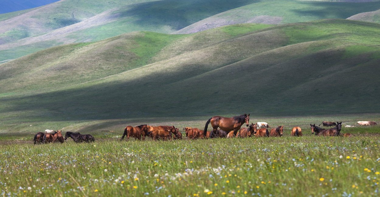 Степи Казахстана