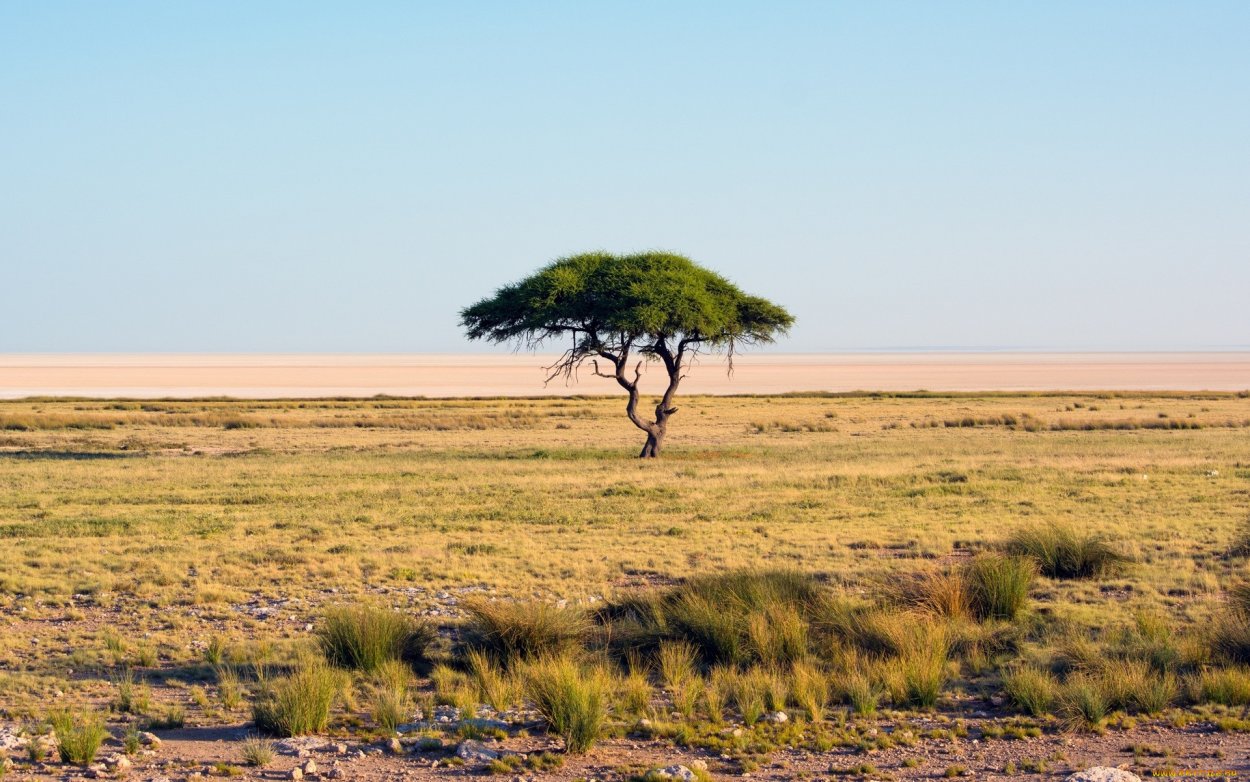 Засуха в саванне